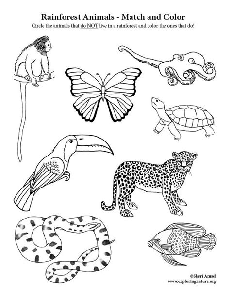 Rainforest Animals Printable